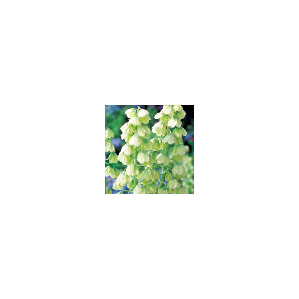Řebčík perský bílý - Fritillaria persica - cibule řebčíku - 1 ks