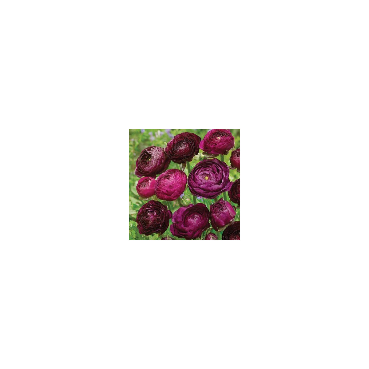 Pryskyřník plnokvětý Tomer Purple - Ranunculus asiaticus - hlízy pryskyřníku - 3 ks