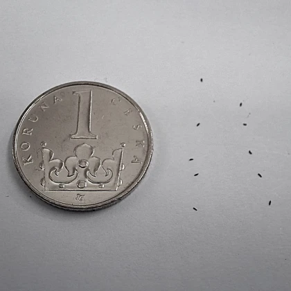 Rosnatka kapská Dark maroon - Drosera capensis - semena rosnatky - 10 ks