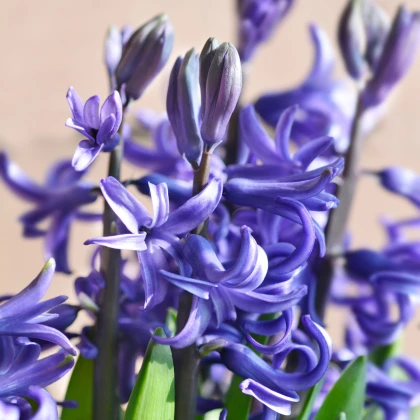 Hyacint mnohokvětý modrý - Hyacinthus - cibule hyacintu - 1 ks