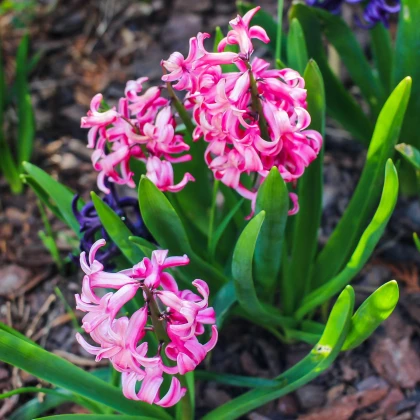 Hyacint mnohokvětý růžový - Hyacinthus - cibule hyacintu - 1 ks