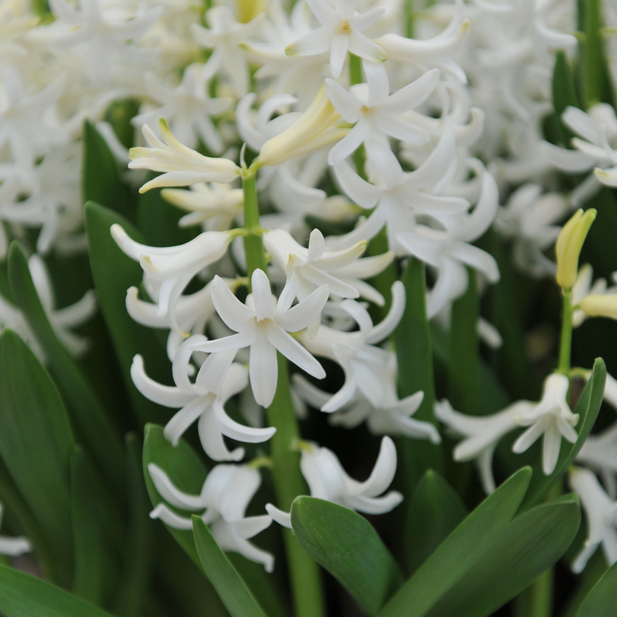 Hyacint mnohokvětý bílý - Hyacinthus - cibule hyacintu - 1 ks