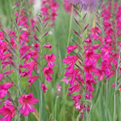 Mečík obecný - Gladiolus - hlízy mečíku - 3 ks