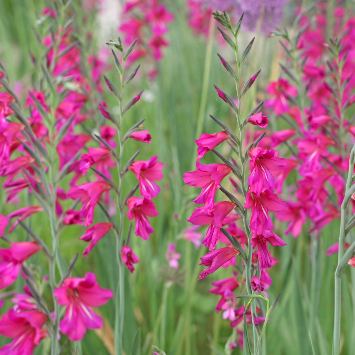 Mečík obecný - Gladiolus - hlízy mečíku - 3 ks