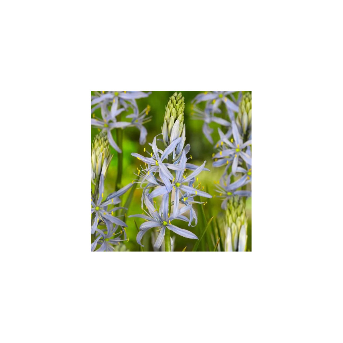 Ladoník bleděmodrý - Camassia cusickii - cibule ladoníku - 2 ks