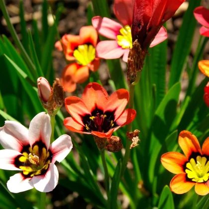 Dřípulka - Sparaxis - cibule dřipulky - 8 ks