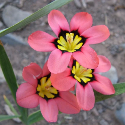 Dřípulka - hagymás növények - hagymás növények termesztése