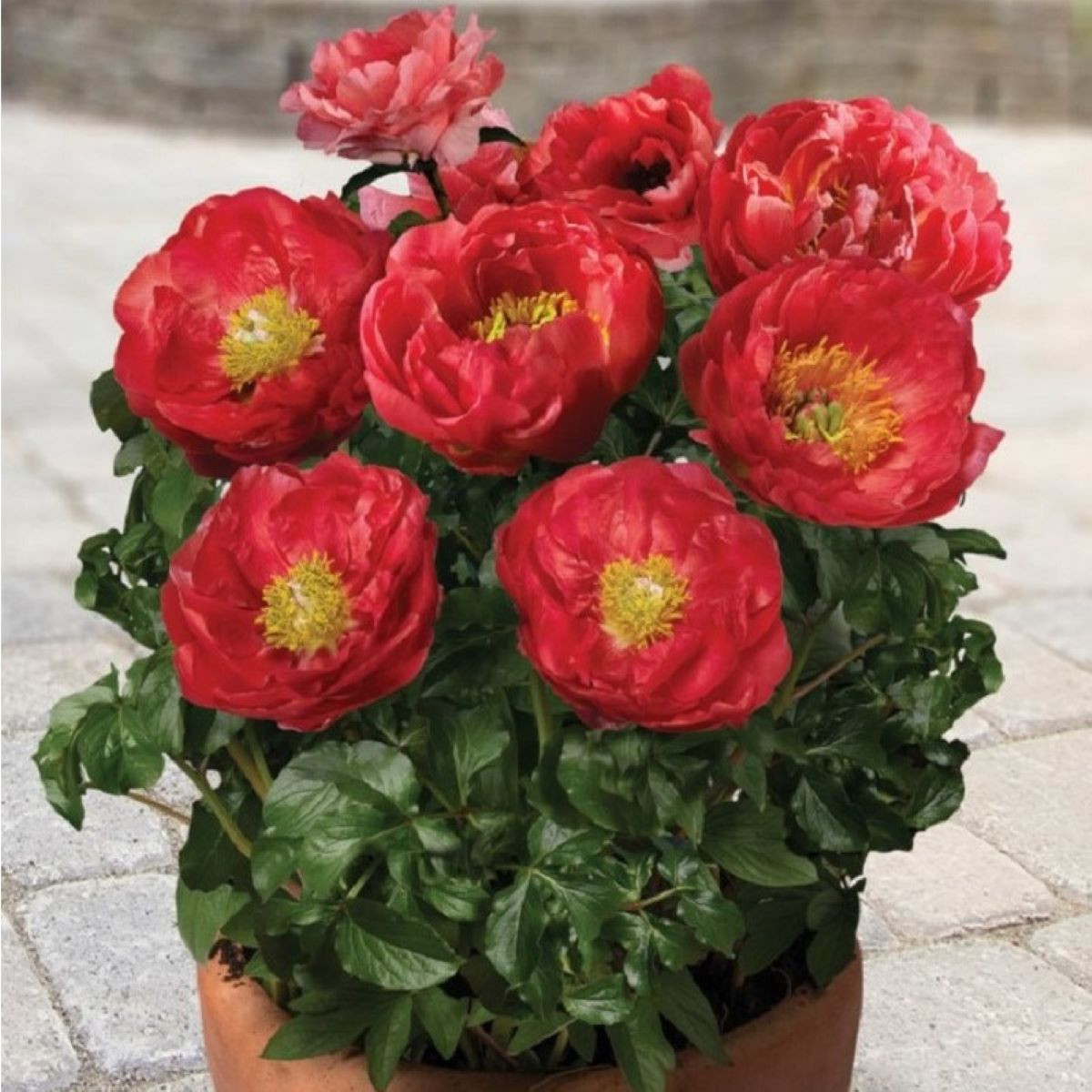 Pivoňka Patio Moscow - Paeonia lactiflora - hlízy pivoňky - 1 ks