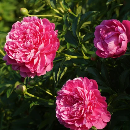 Pivoňka Patio London - Paeonia lactiflora - hlízy pivoňky - 1 ks