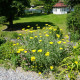 Řebříček tužebníkový žlutý Parkers - Achillea filipendulina - semena řebříčku - 900 ks