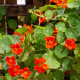 Nasturtium Modrý Pepe - Tropaeolum majus - semena lichořeřišnice - 15 ks
