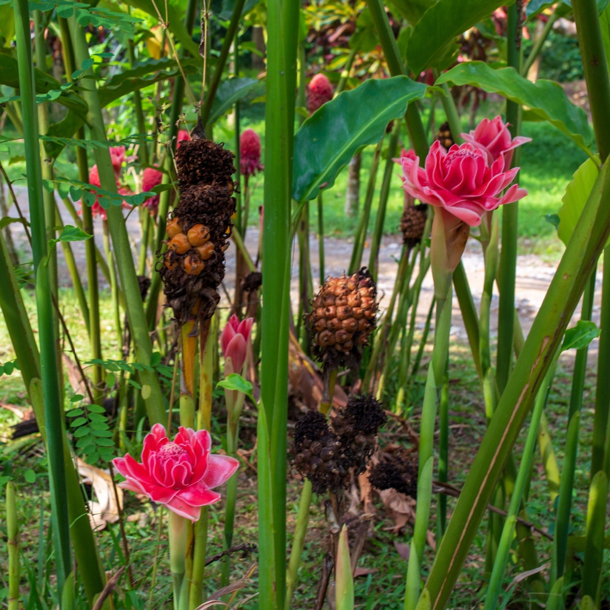 Zázvor okrasný růžový - Etlingera elatior - semena zázvoru - 3 ks