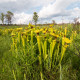 Špirlice flava - Sarracenia flava - semena špirlice - 10 ks