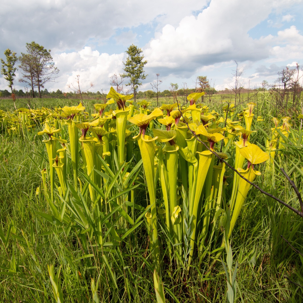 Špirlice flava - Sarracenia flava - semena špirlice - 10 ks