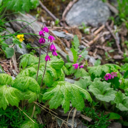 Kruhatka Matthiolova - Cortusa matthioli - semena kruhatky - 10 ks
