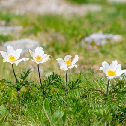 Koniklec alpinský - Pulsatilla alpina - semena koniklece - 10 ks
