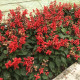 Šalvěj zářivá Blaze of Fire - Salvia splendens - semena šalvěje - 15 ks