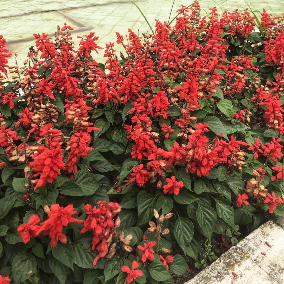 Šalvěj zářivá Blaze of Fire - Salvia splendens - semena šalvěje - 15 ks
