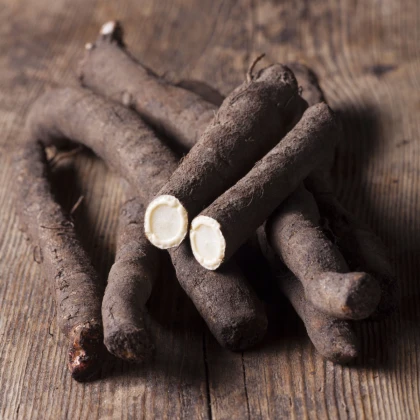 Černý kořen Meres - Scorzonera hispanica - semena černého kořene - 30 ks