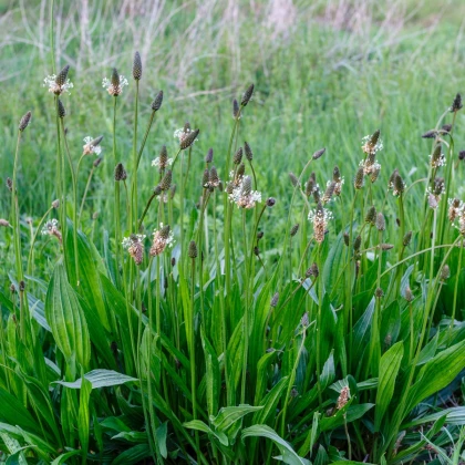 Jitrocel kopinatý - Plantago lanceolata - semena jitrocele - 100 ks