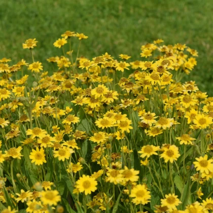 Prha léčivá - Arnica chamissonis - semena prhy - 13 ks