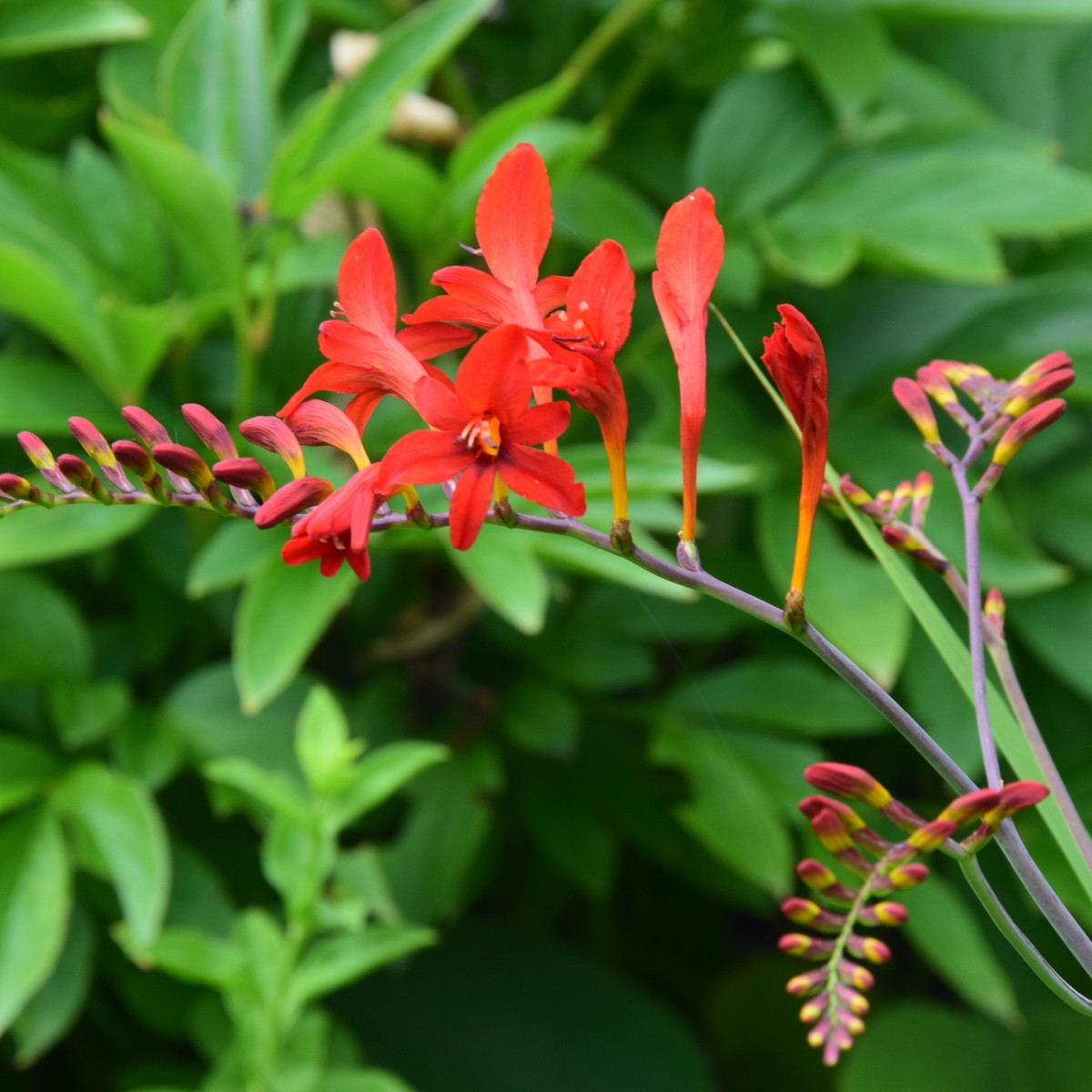 Montbrécie Red King - Crocosmia - hlízy montbrécie - 4 ks