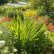 Montbrécie Lucifer - Crocosmia - hlízy montbrécie - 4 ks