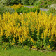 Vrbina obecná - Lysimachia vulgaris - semena vrbiny - 200 ks