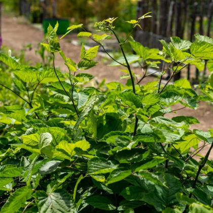 Ženšen sibiřský - Eleutherococcus senticosus - semena ženšenu - 10 ks
