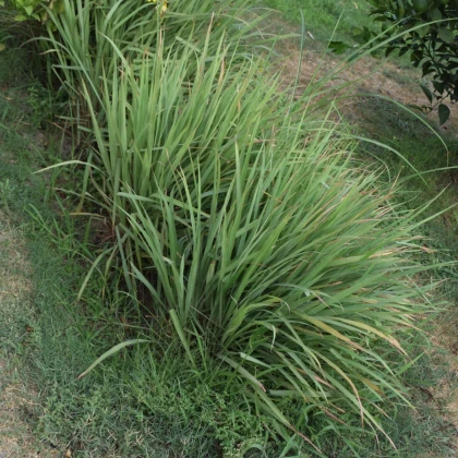 Citronová tráva - Voňatka - Cymbopogon flexuosus - semena citrónové trávy - 0,1 g