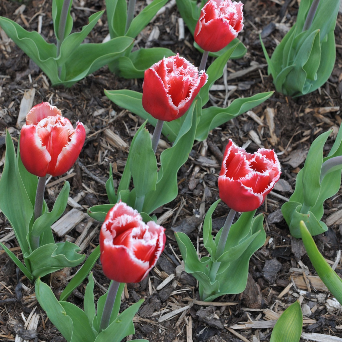 Tulipán Canasta - Tulipa - cibule tulipánu - 3 ks