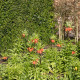 Řebčík královský červený - Fritillaria imperialis rubra - cibule řebčíku - 1 ks