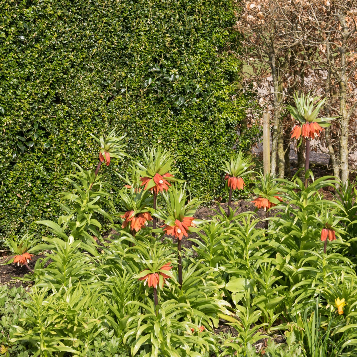 Řebčík královský červený - Fritillaria imperialis rubra - cibule řebčíku - 1 ks