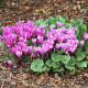 Brambořík břečťanolistý - Cyclamen hederifolium - hlízy bramboříku - 1 ks