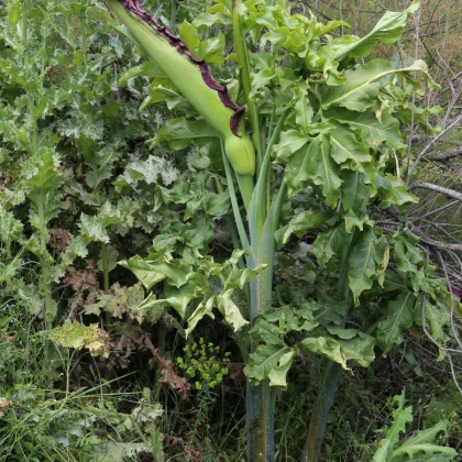Ďáblův jazyk - Dracunculus vulgaris - cibule ďáblova jazyku - 1 ks