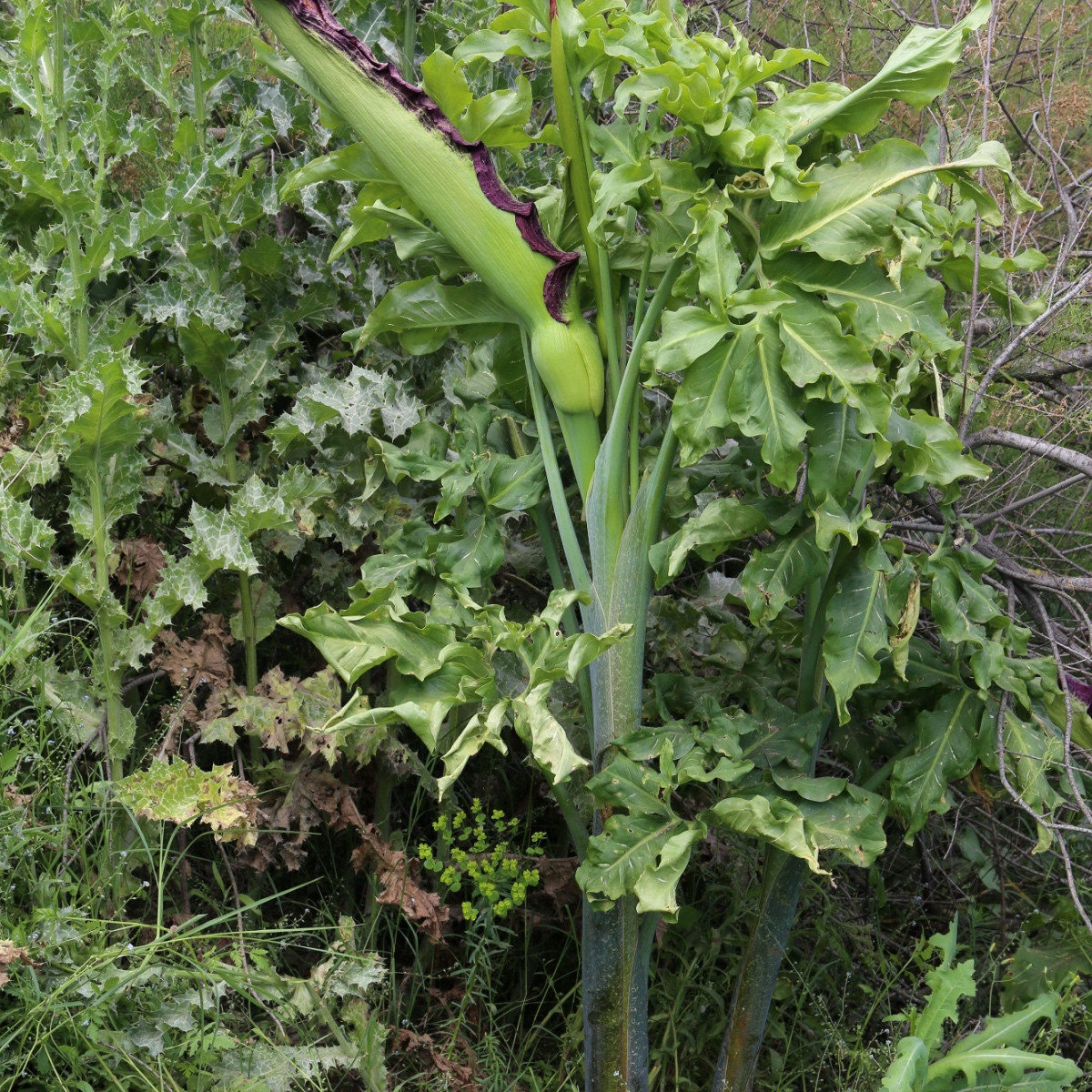 Ďáblův jazyk - Dracunculus vulgaris - cibule ďáblova jazyku - 1 ks