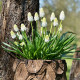 Modřenec White Magic - Muscari aucheri - cibule modřence - 5 ks
