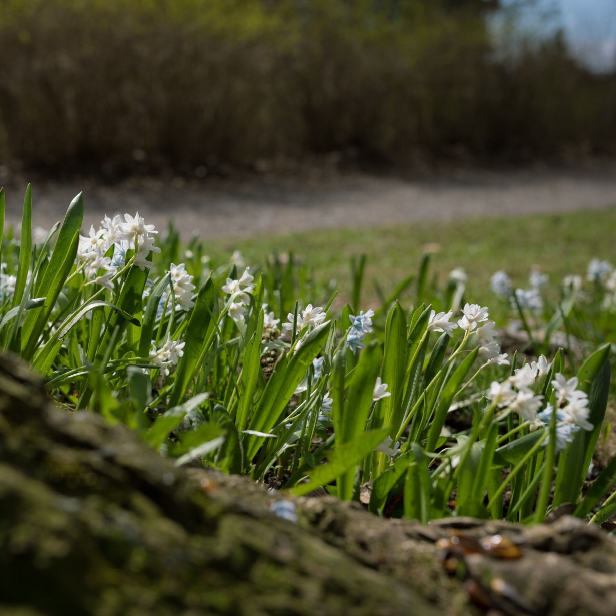 Ladoňka sibiřská bílá - Scilla siberica alba - cibule ladoňky - 3 ks