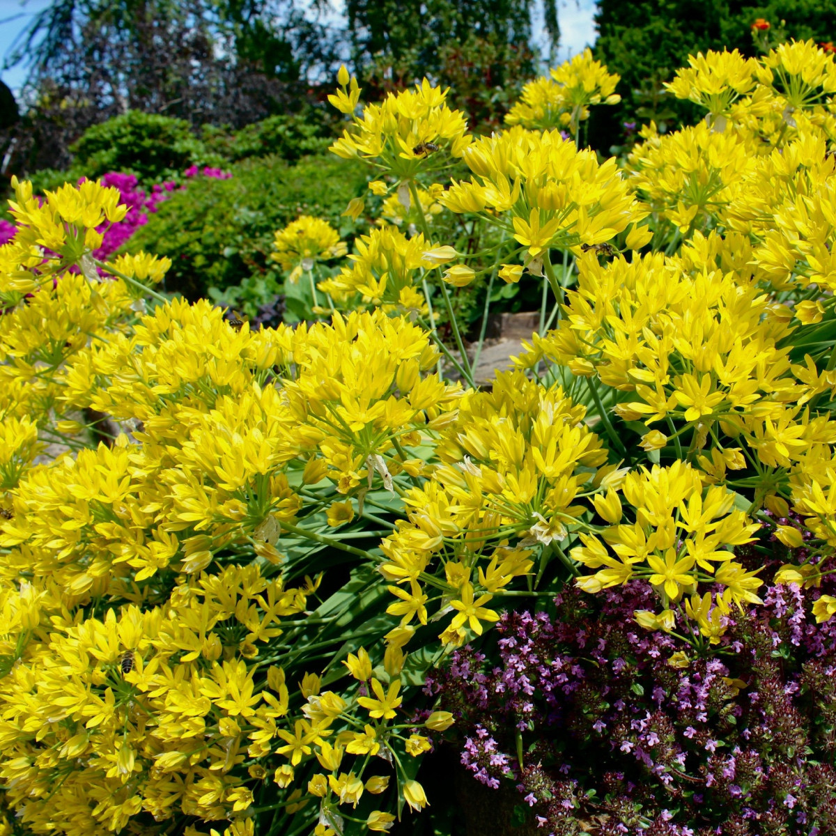 Česnek Moly - Allium - cibule okrasného česneku - 3 ks