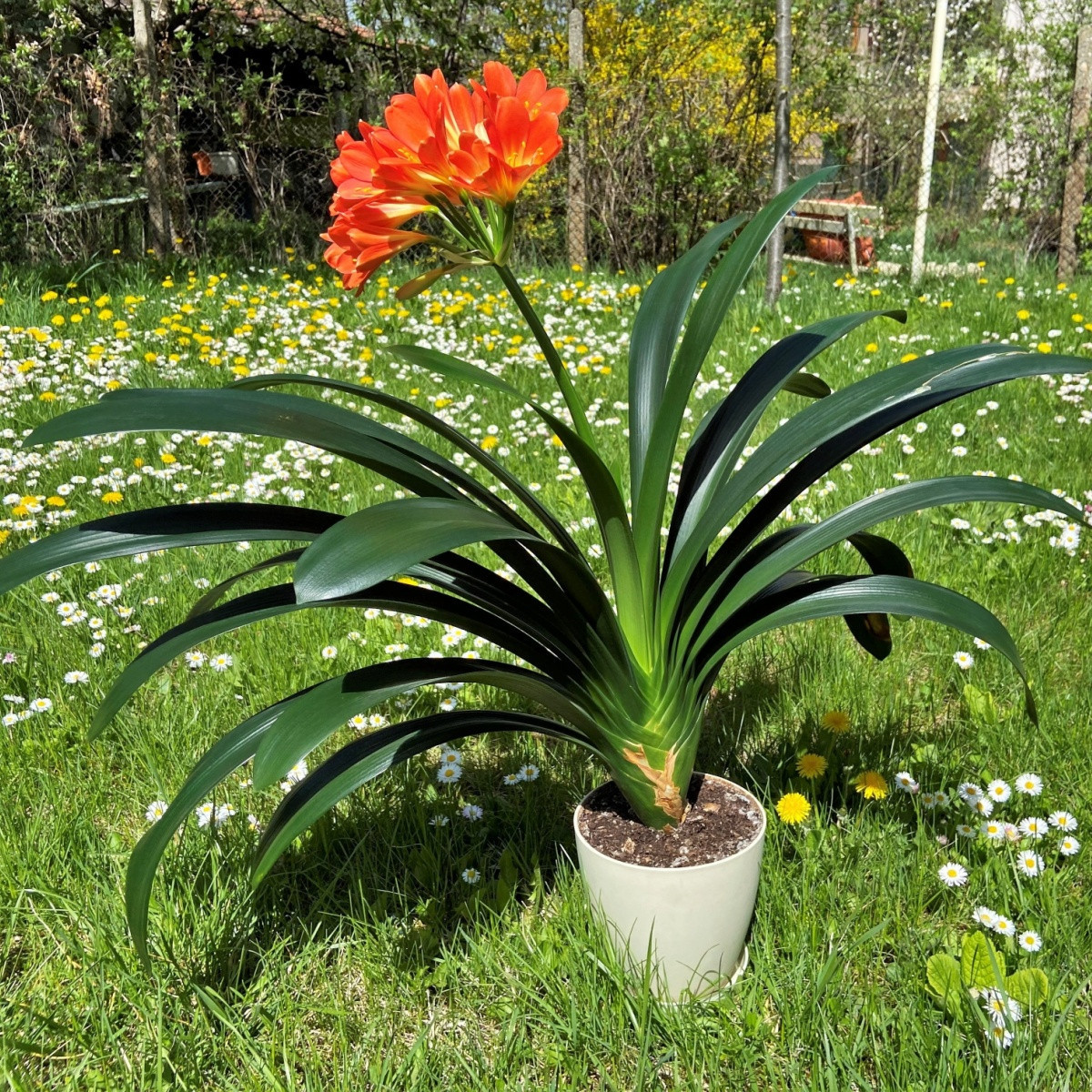 Klívie - Clivia robusta - semena klívie - 6 ks