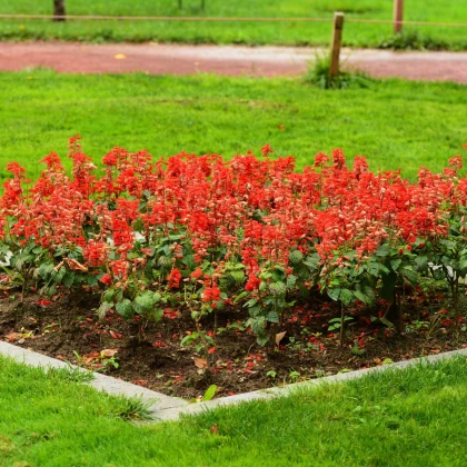 Šalvěj zářivá Johannisfeuer - Salvia splendens - semena šalvěje - 15 ks