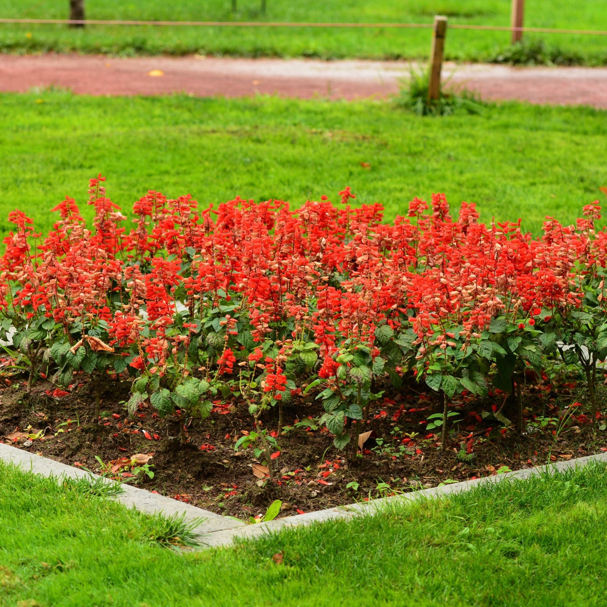 Šalvěj zářivá Johannisfeuer - Salvia splendens - semena šalvěje - 15 ks