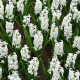 Hyacint Carnegie - Hyacinthus L. - cibule hyacintu - 1 ks