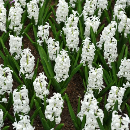 Hyacint Carnegie - Hyacinthus L. - cibule hyacintu - 1 ks