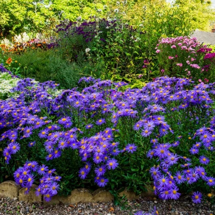 Hvězdnice chlumní - Aster amellus - semena hvězdnice - 70 ks