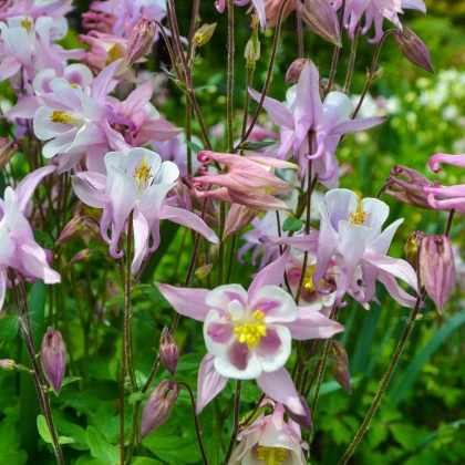 Orlíček Mc Kana - Aquilegia caerulea - semena orlíčku - 200 ks