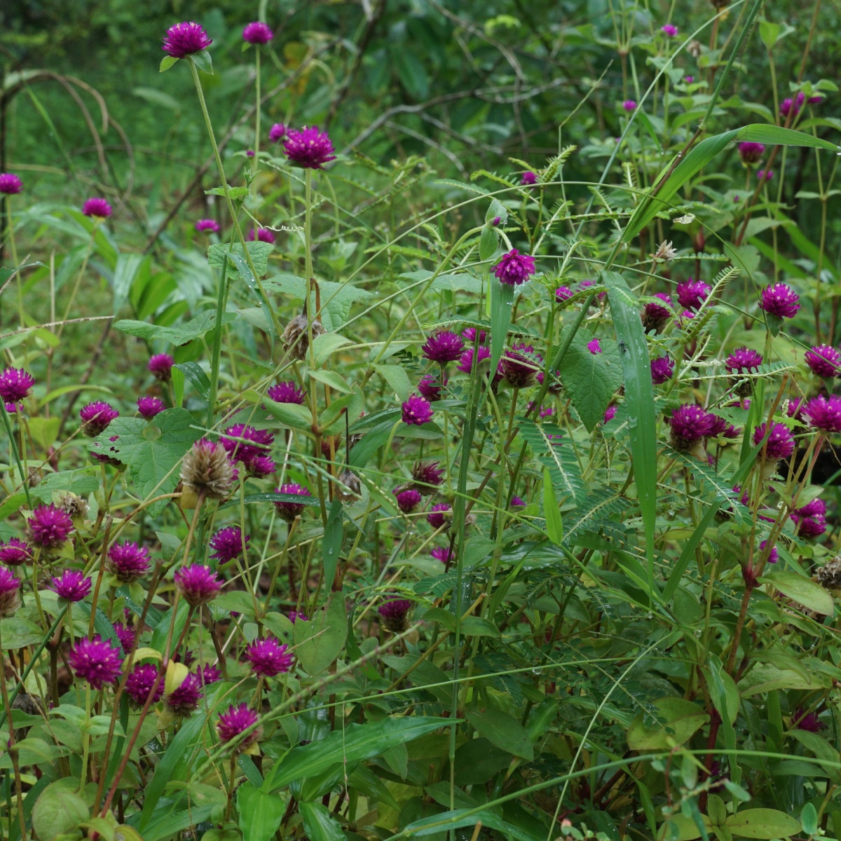 Pestrovka kulovitá fialová - Gomphrena globosa - semena pestrovky - 25 ks