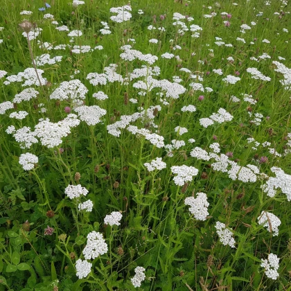 Řebříček obecný Yarrow - Achillea millefolium - semena řebříčku - 200 ks