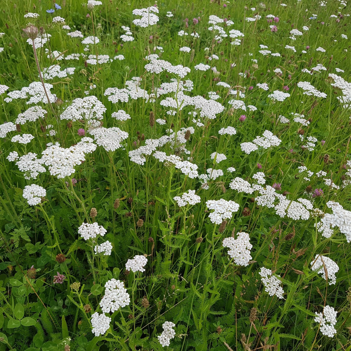 Řebříček obecný Yarrow - Achillea millefolium - semena řebříčku - 200 ks