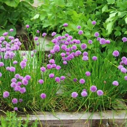 Pažitka pobřežní Splendidus - Allium schoenoprassum - semena pažitky - 200 ks